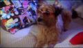dr dolittle 3-avi_091.jpg